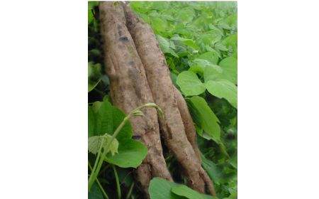 吃了這么多年的野生葛根粉，你吃對(duì)了嗎？