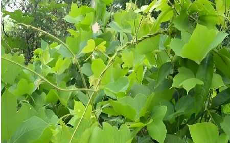 七夕寵妻狂魔就選它！二月風(fēng)雙有機(jī)野生葛根粉，健康又有文化味 