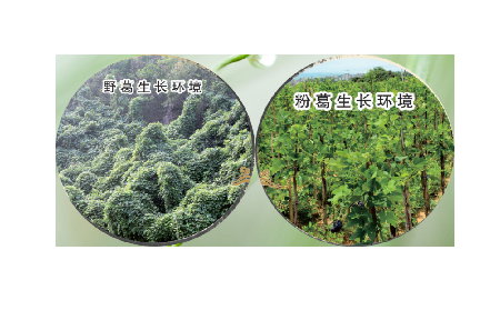 高學歷養(yǎng)生黨親測：這款雙有機野生葛根粉，憑什么成日常優(yōu)選？?