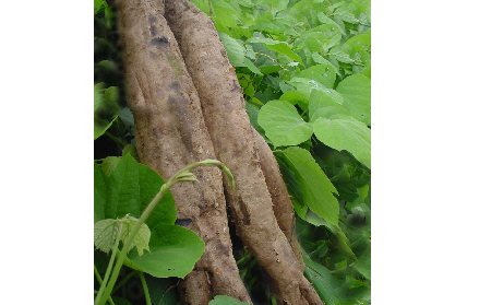 長期吃葛粉是養(yǎng)生還是傷身？科學解讀它的三大益處，讓你吃得更明白！