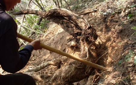 雪日暖養(yǎng)良方：二月風有機野生葛根粉的冬日養(yǎng)生之道